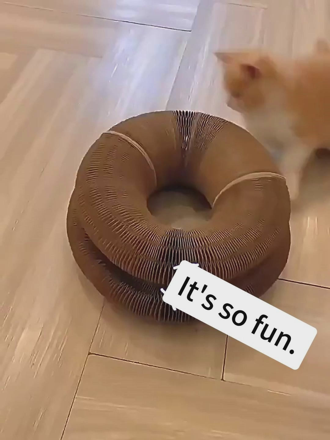 Organ Cat Scratch Board